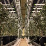 Vertical farming led grow light