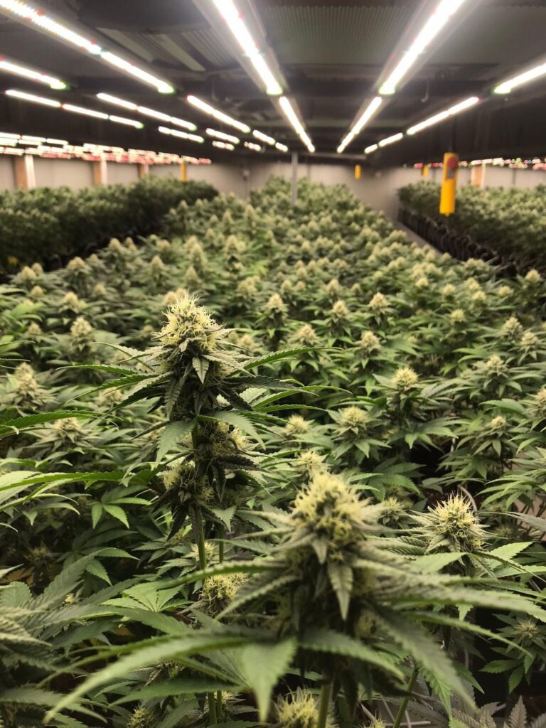LED grow light