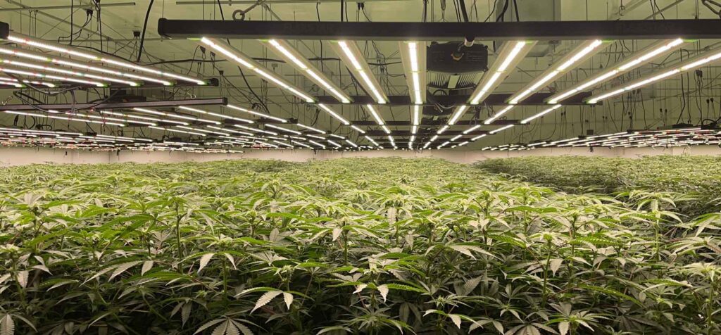 cannabis grow lights