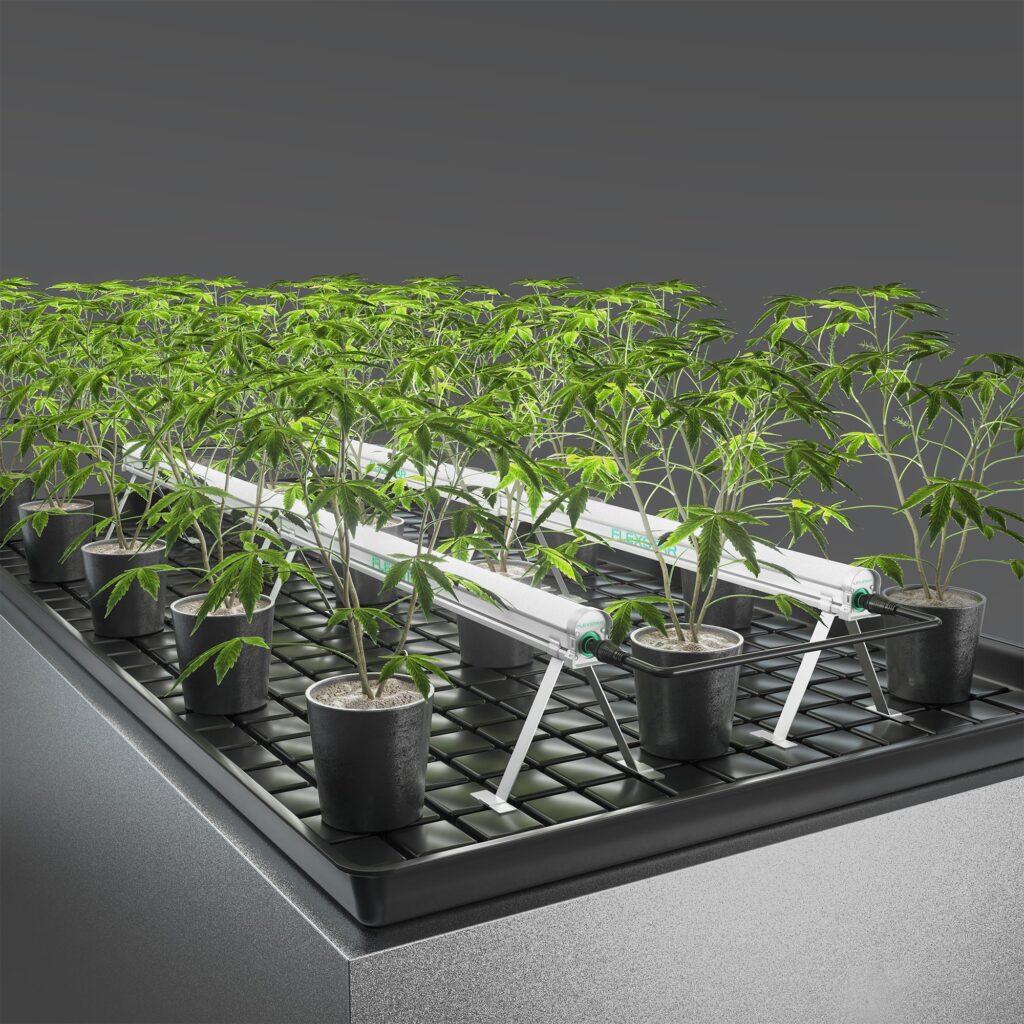 Flexstar under canopy lights for cannabis growing