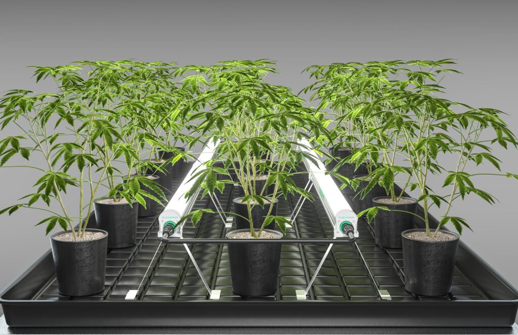 Flexstar under canopy lights for cannabis