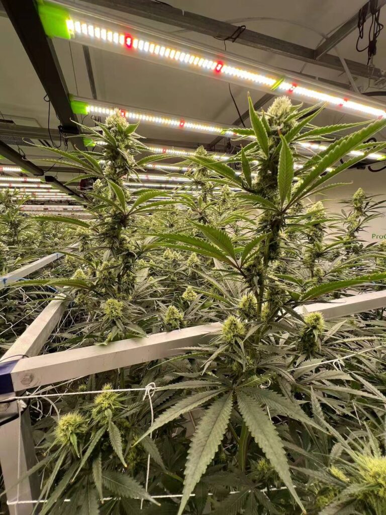 indoor cannabis cultivation with flexstar led grow lights