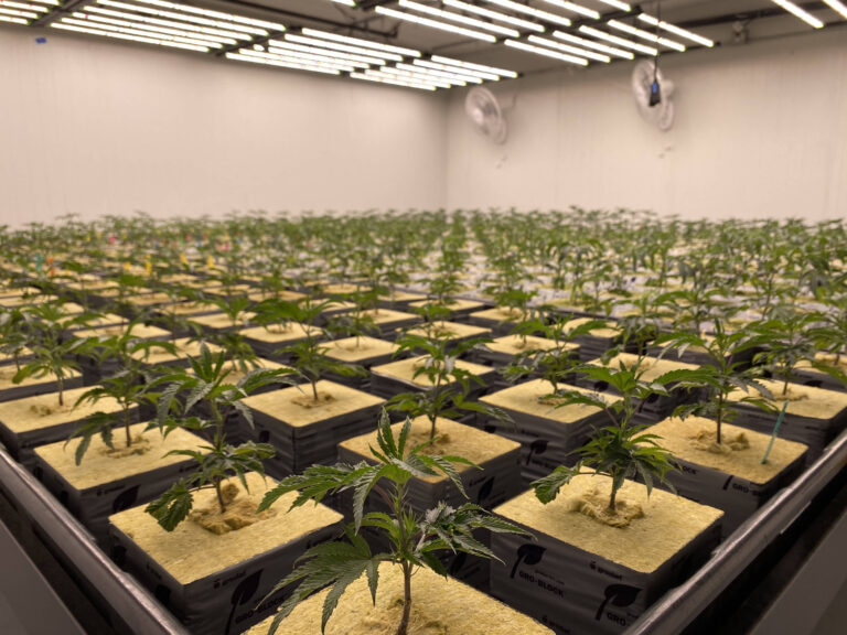hydroponics cannabis cultivation