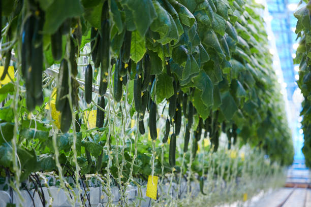 greenhouse cucumbers