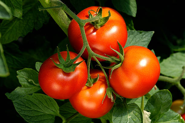 greenhouse tomato