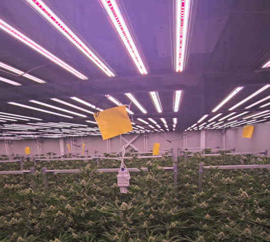 light mapping, light unifromity, flexstar redline led grow lights