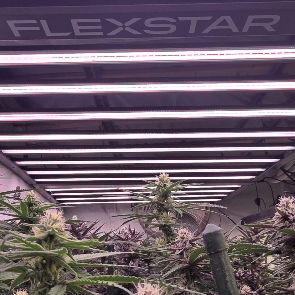 tunable spectrum LED grow lights